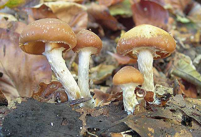 Galerina stylifera   (G.F. Atk.) A.H. Sm. & Singer